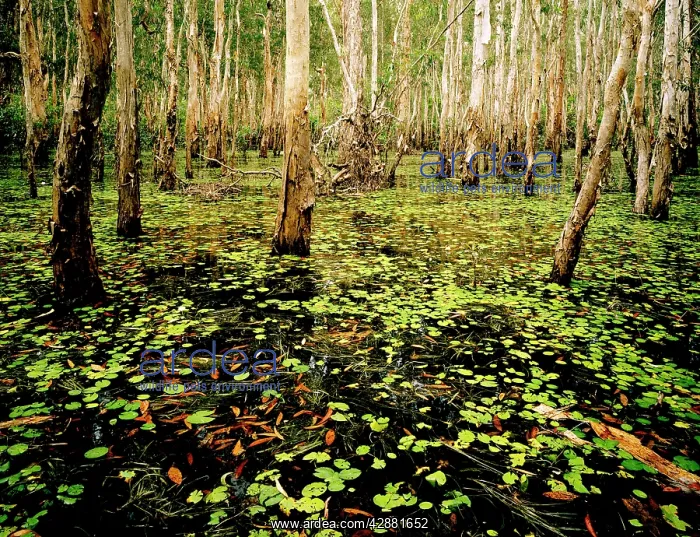 : Paperbark swamp - Wet season : Paperbark swamp - Wet season