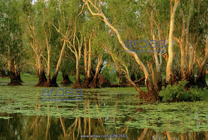 : Paperbark swamp at Yellow Water - Kakadu National : Paperbark swamp at Yellow Water - Kakadu National