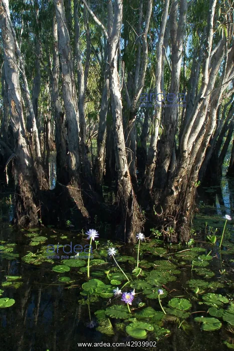 : Paperbark trees - and waterlilies : Paperbark trees - and waterlilies
