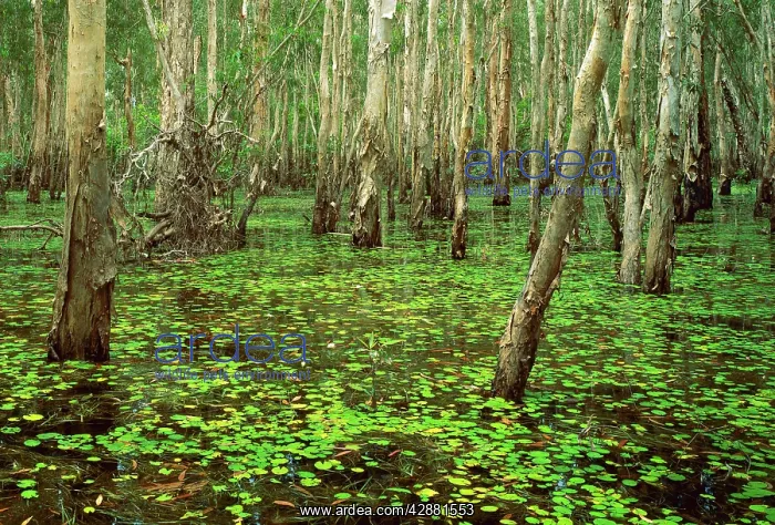 : Paperbarks in swamp during the Wet Kakadu National Park : Paperbarks in swamp during the Wet Kakadu National Park