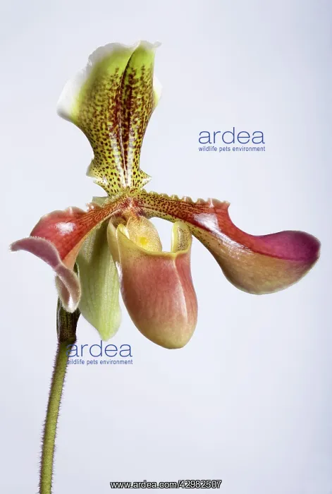 : Paphiopedilum Orchid : Paphiopedilum Orchid