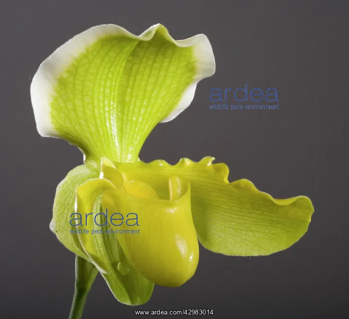 : Paphiopedilum - Orchid : Paphiopedilum - Orchid