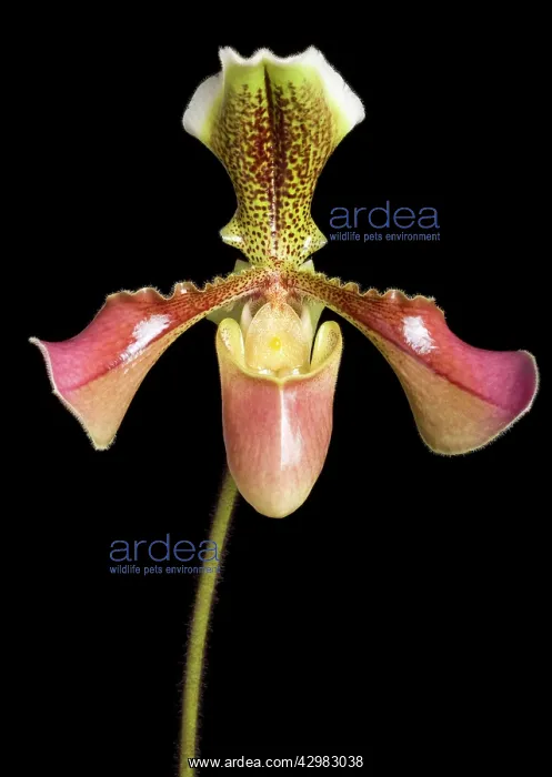 : Paphiopedilum Orchid : Paphiopedilum Orchid