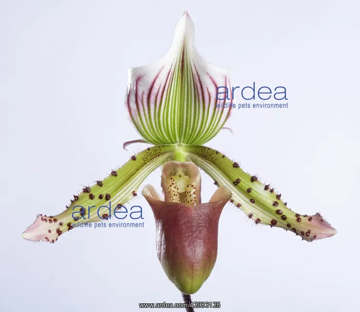 : Paphiopedilum Orchid : Paphiopedilum Orchid