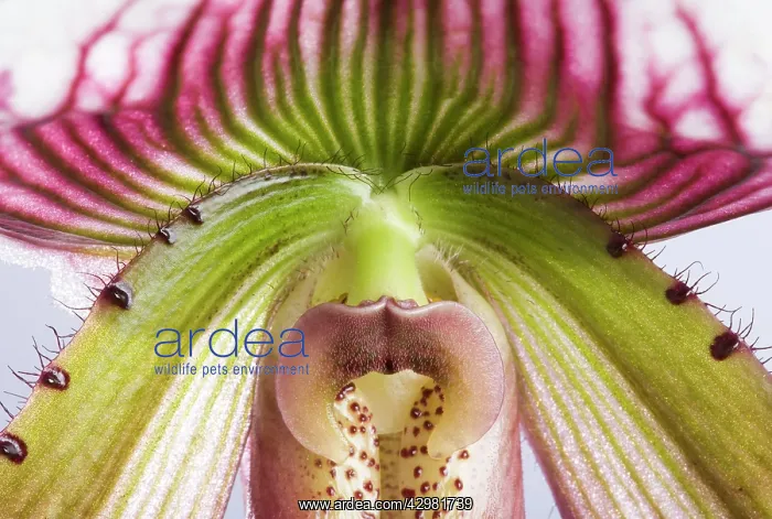 : Paphiopedilum Orchid - Anthere - Tropical Asia : Paphiopedilum Orchid - Anthere - Tropical Asia