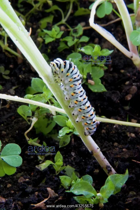 : Papilio machaon larva (butterfly of the : Papilio machaon larva (butterfly of the