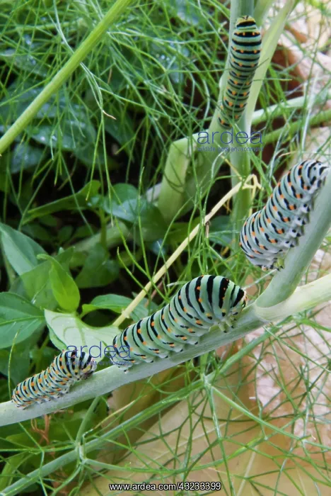 : Papilio machaon larvae (butterfly of the : Papilio machaon larvae (butterfly of the