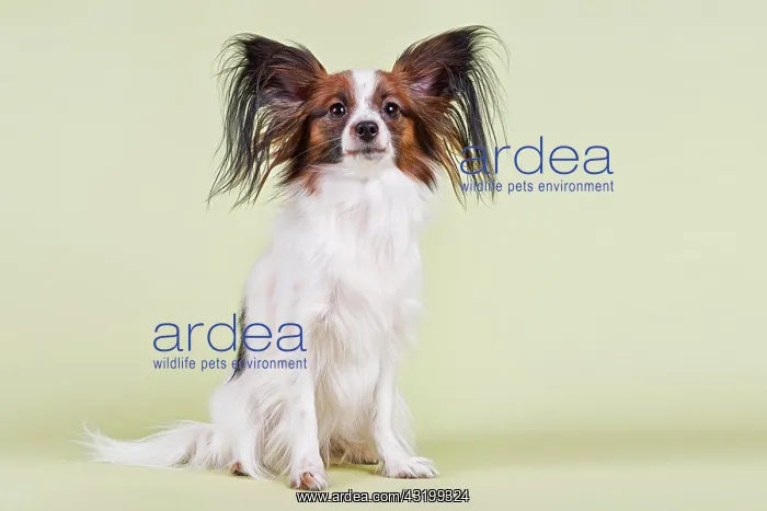 : Papillon, bitch, 18 months, white sable Papillon : Papillon, bitch, 18 months, white sable Papillon