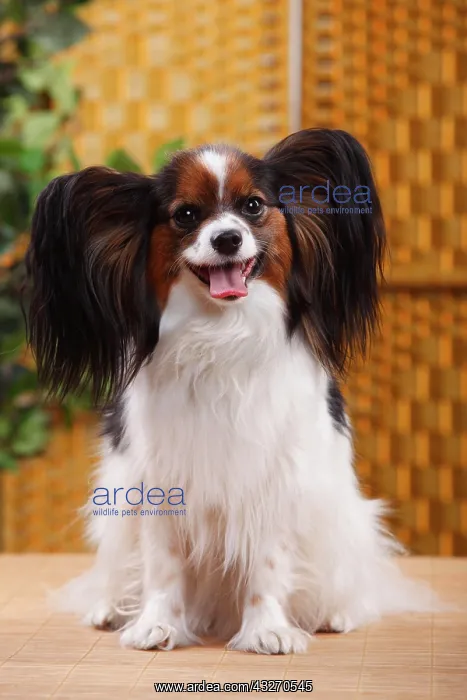 : Papillon, bitch, butterfly dog, continental dwarf : Papillon, bitch, butterfly dog, continental dwarf