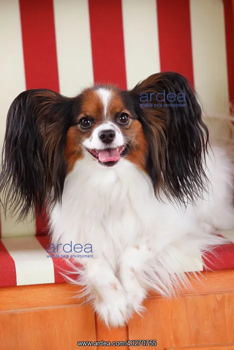 : Papillon, butterfly dog, continental dwarf spaniel : Papillon, butterfly dog, continental dwarf spaniel