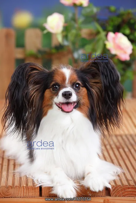 : Papillon, butterfly dog, continental dwarf spaniel : Papillon, butterfly dog, continental dwarf spaniel