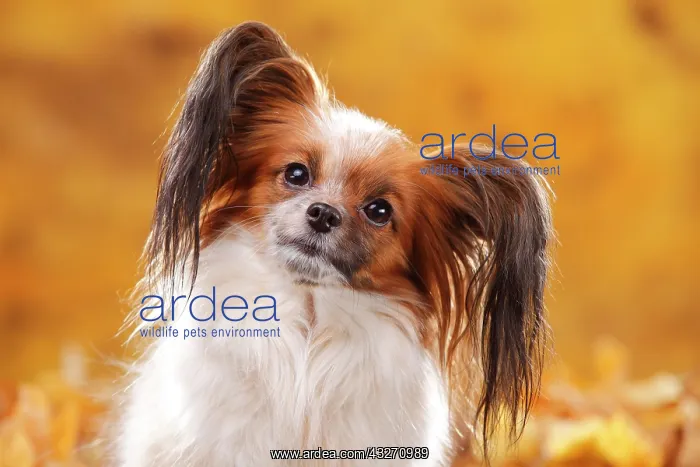 : Papillon, butterfly dog, continental dwarf spaniel : Papillon, butterfly dog, continental dwarf spaniel