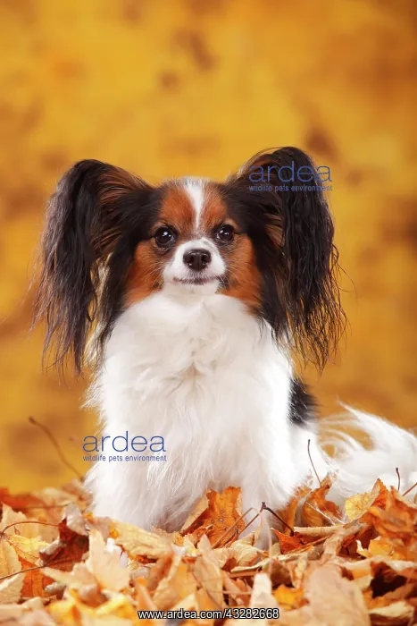 : Papillon, butterfly dog, continental dwarf spaniel : Papillon, butterfly dog, continental dwarf spaniel