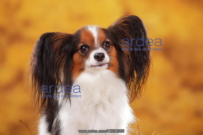 : Papillon, butterfly dog, continental dwarf spaniel : Papillon, butterfly dog, continental dwarf spaniel
