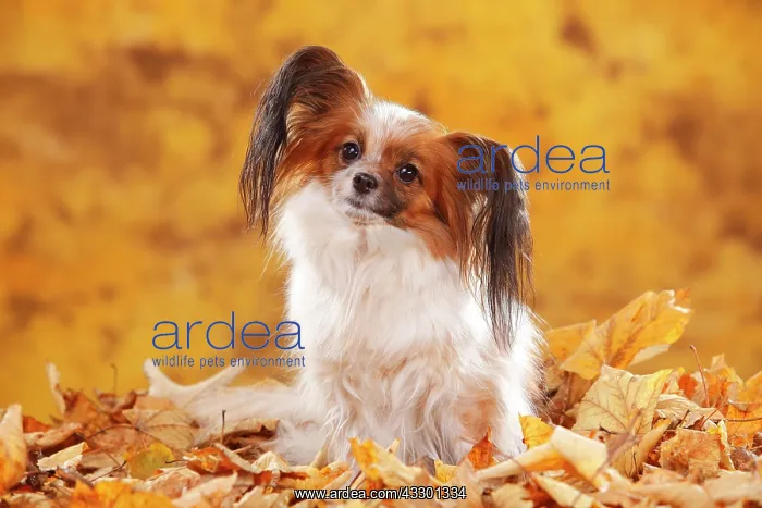 : Papillon, butterfly dog, continental dwarf spaniel : Papillon, butterfly dog, continental dwarf spaniel