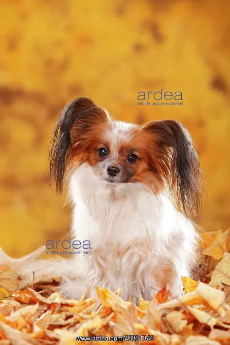 : Papillon, butterfly dog, continental dwarf spaniel : Papillon, butterfly dog, continental dwarf spaniel