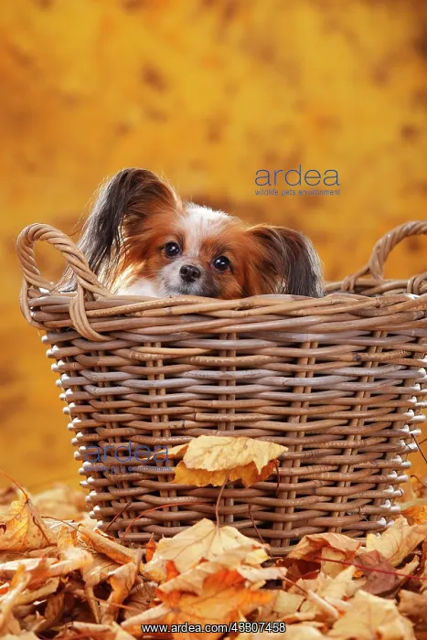 : Papillon, butterfly dog, continental dwarf spaniel : Papillon, butterfly dog, continental dwarf spaniel