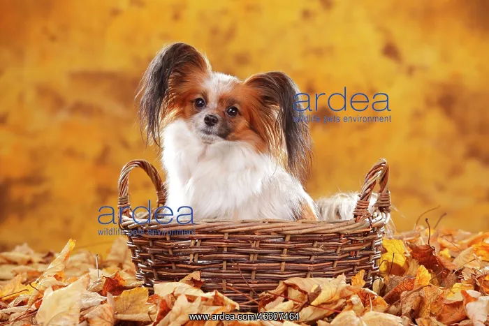 : Papillon, butterfly dog, continental dwarf spaniel : Papillon, butterfly dog, continental dwarf spaniel