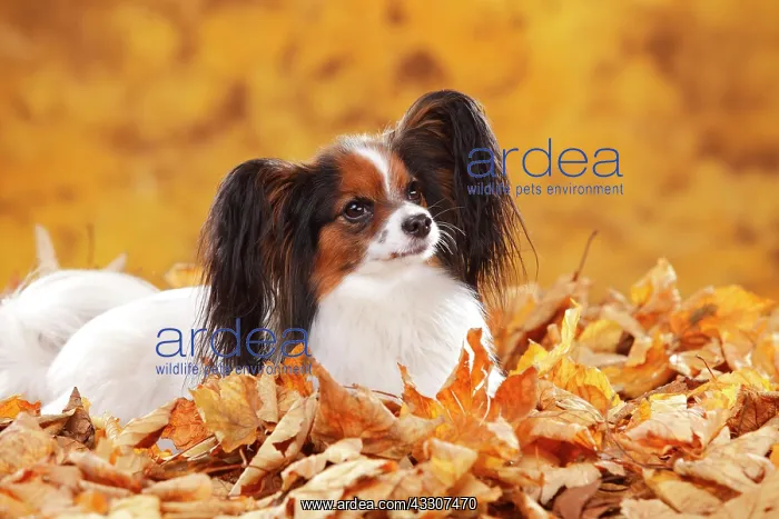 : Papillon, butterfly dog, continental dwarf spaniel : Papillon, butterfly dog, continental dwarf spaniel
