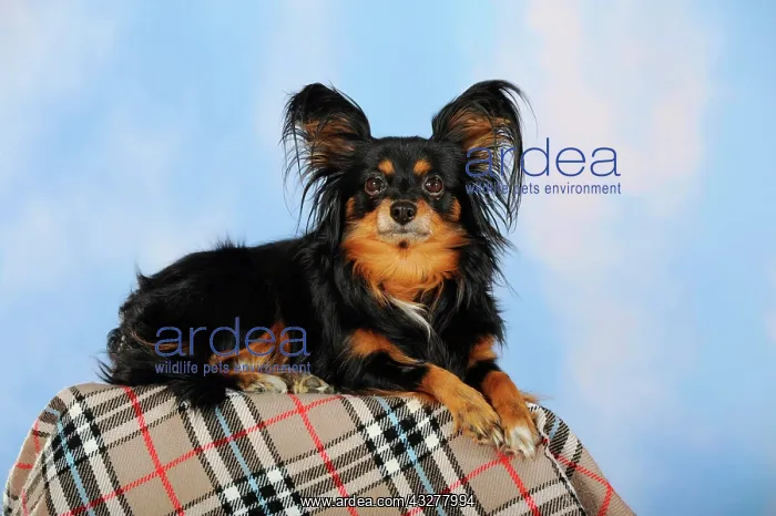 : Papillon-Chihuahua crossbreed, hybrid, lying on : Papillon-Chihuahua crossbreed, hybrid, lying on