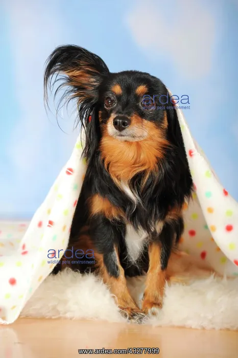 : Papillon-Chihuahua crossbreed, hybrid, lying under : Papillon-Chihuahua crossbreed, hybrid, lying under
