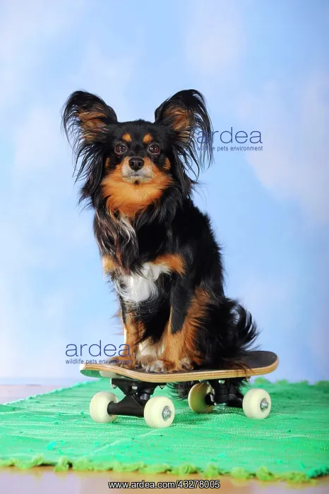 : Papillon-Chihuahua crossbreed, hybrid, sitting on : Papillon-Chihuahua crossbreed, hybrid, sitting on