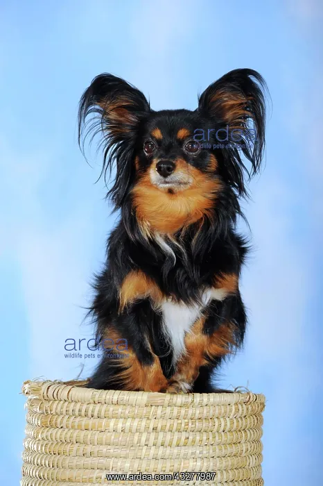 : Papillon-Chihuahua crossbreed, hybrid, standing : Papillon-Chihuahua crossbreed, hybrid, standing