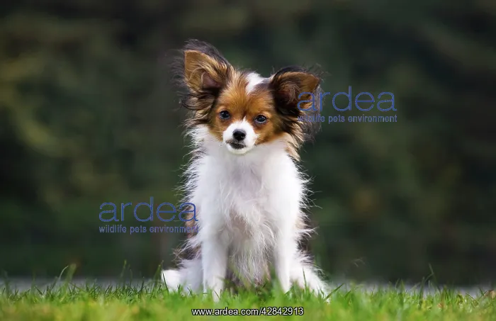 : Papillon dog : Papillon dog