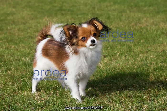 : Papillon dog : Papillon dog