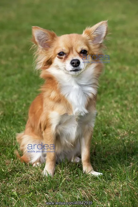 : Papillon dog : Papillon dog