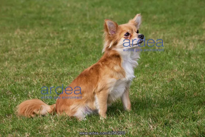  : Papillon dog