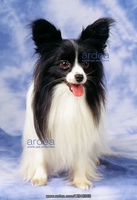 : Papillon Dog : Papillon Dog
