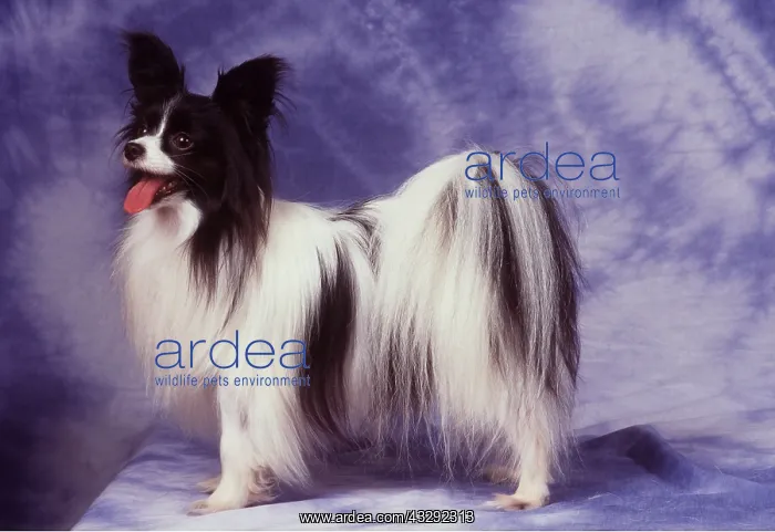 : PAPILLON DOG : PAPILLON DOG