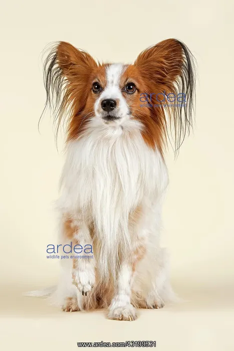 : Papillon dog, 7 years, color White Sable Papillon : Papillon dog, 7 years, color White Sable Papillon