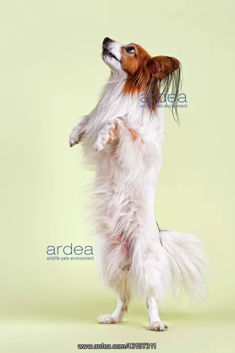: Papillon dog, 7 years, color white sable, standing : Papillon dog, 7 years, color white sable, standing