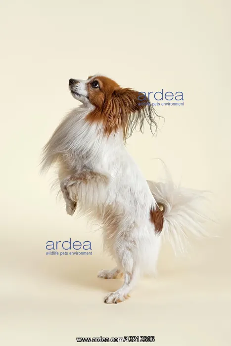 : Papillon dog, male, 7 years, colour white sable : Papillon dog, male, 7 years, colour white sable