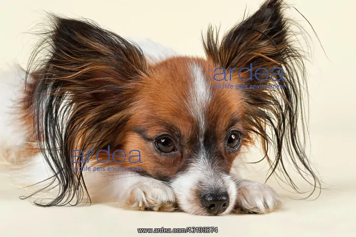 : Papillon, male, 18 months, white sable Papillon : Papillon, male, 18 months, white sable Papillon