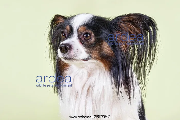: Papillon, male, 4 years, tricolor Papillon, R&, xfc;de : Papillon, male, 4 years, tricolor Papillon, R&, xfc;de