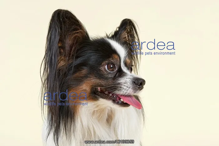 : Papillon, male, 4 years, tricolor Papillon, R&, xfc;de : Papillon, male, 4 years, tricolor Papillon, R&, xfc;de