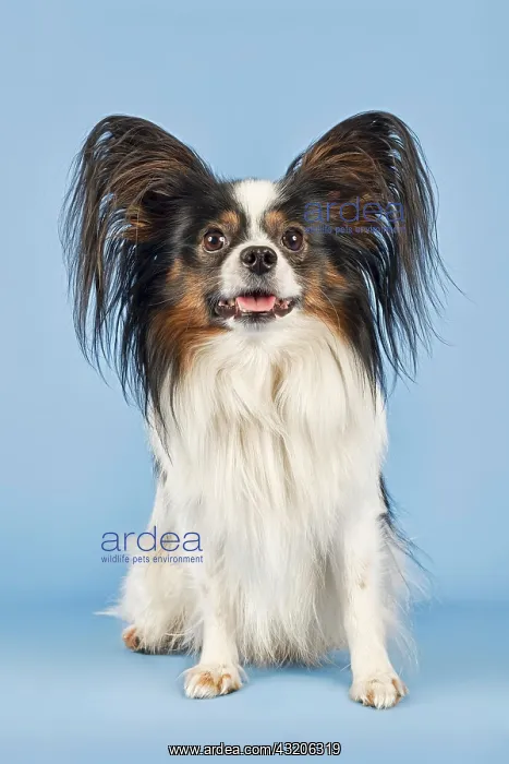 : Papillon, male, 4 years, tricolour Papillon, R&, xfc;de : Papillon, male, 4 years, tricolour Papillon, R&, xfc;de