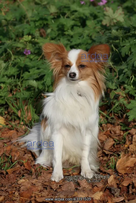 : Papillon sitting in autumn leaves Papillon im Herbstlaub : Papillon sitting in autumn leaves Papillon im Herbstlaub