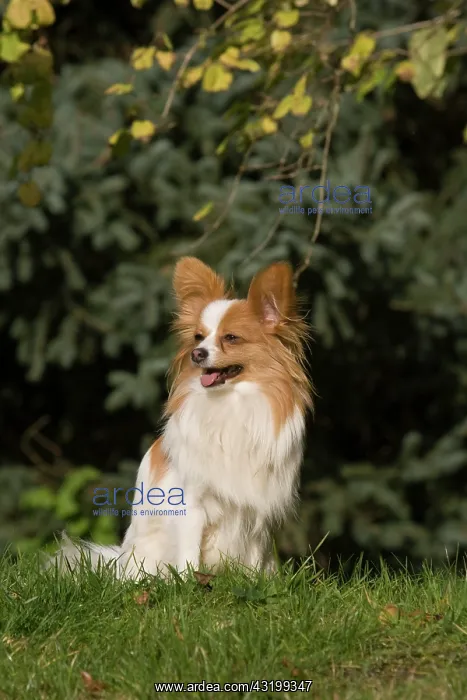 : Papillon sitting on a meadow Papillon sitzt auf : Papillon sitting on a meadow Papillon sitzt auf
