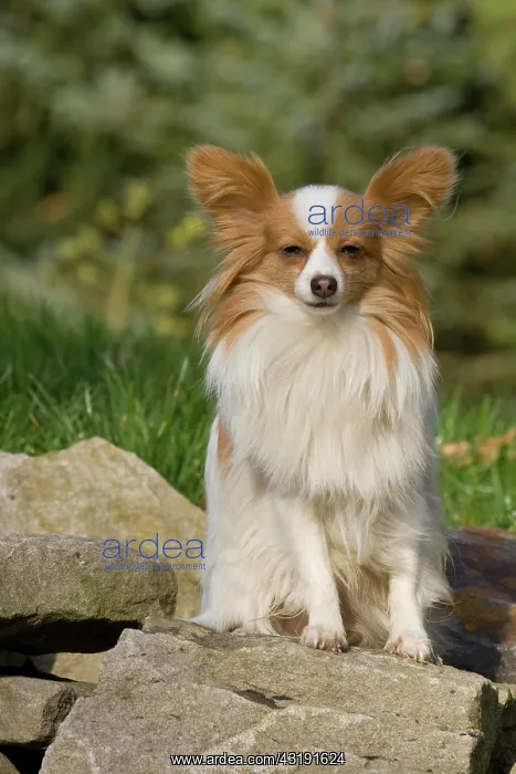 : Papillon sitting on a rock Papillon sitzt auf einem : Papillon sitting on a rock Papillon sitzt auf einem