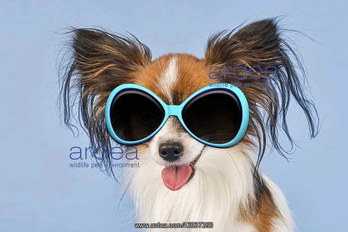 : Papillon White Sable Dog, puppy 18 months old wearing : Papillon White Sable Dog, puppy 18 months old wearing