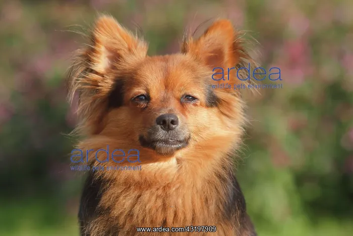 : Papillon Yorkshire Mongrel, bitch 2 years, portrait : Papillon Yorkshire Mongrel, bitch 2 years, portrait