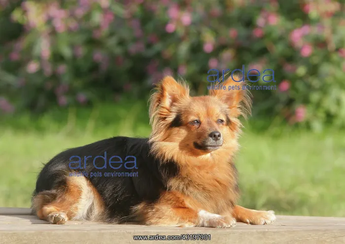 : Papillon Yorkshire Mongrel, bitch, 2 years, lying : Papillon Yorkshire Mongrel, bitch, 2 years, lying