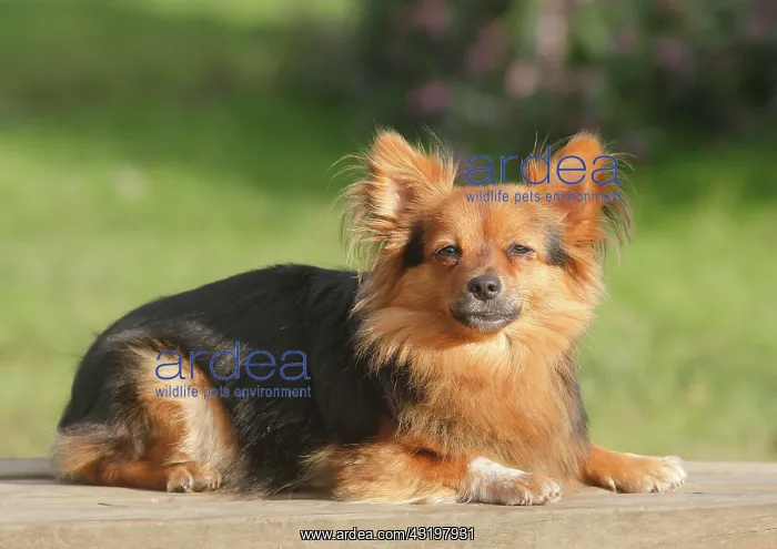 : Papillon Yorkshire Mongrel, bitch, 2 years, lying : Papillon Yorkshire Mongrel, bitch, 2 years, lying