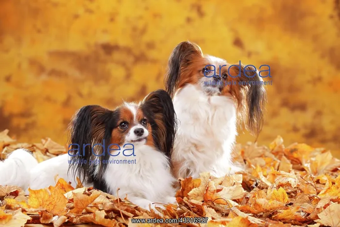 : Papillons, butterfly puppies, continental dwarf : Papillons, butterfly puppies, continental dwarf