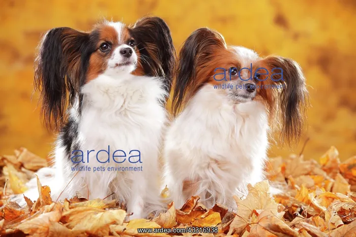 : Papillons, butterfly puppies, continental dwarf : Papillons, butterfly puppies, continental dwarf