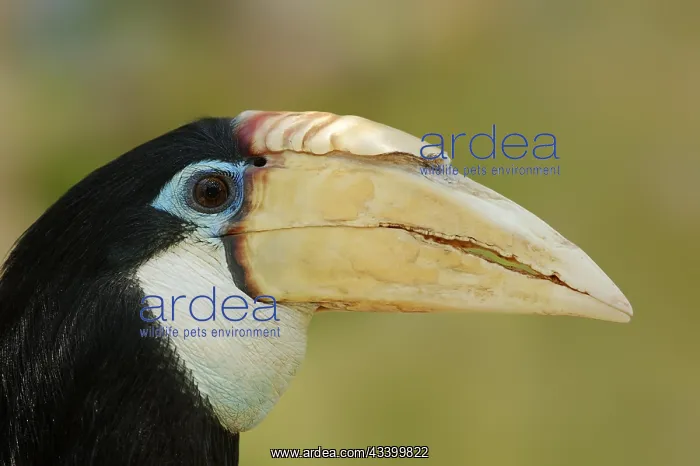 : Papua hornbill (Rhyticeros plicatus, Aceros plicatus) : Papua hornbill (Rhyticeros plicatus, Aceros plicatus)